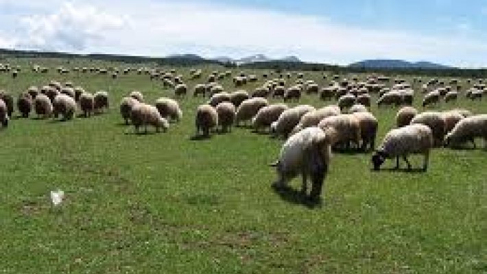 Koyun Yetiştiriciliği