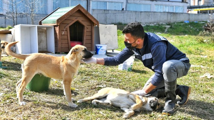 'Soğuk havalarda' sokak hayvanlarına belediye desteği